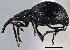  ( - CNC COLEO 00160772)  @12 [ ] CreativeCommons - Attribution (2013) CBG Photography Group Centre for Biodiversity Genomics