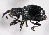  ( - CNC COLEO 00160778)  @11 [ ] CreativeCommons - Attribution (2013) CBG Photography Group Centre for Biodiversity Genomics