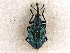  (Pseudoprotapion - CNC COLEO 00160787)  @14 [ ] CreativeCommons - Attribution (2013) CBG Photography Group Centre for Biodiversity Genomics