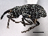  (Apion - CNC COLEO 00160809)  @14 [ ] CreativeCommons - Attribution (2013) CBG Photography Group Centre for Biodiversity Genomics