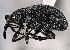  ( - CNC COLEO 00160821)  @14 [ ] CreativeCommons - Attribution (2013) CBG Photography Group Centre for Biodiversity Genomics