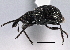  ( - CNC COLEO 00160826)  @11 [ ] CreativeCommons - Attribution (2013) CBG Photography Group Centre for Biodiversity Genomics