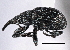  ( - CNC COLEO 00160828)  @13 [ ] CreativeCommons - Attribution (2013) CBG Photography Group Centre for Biodiversity Genomics