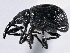 ( - CNC COLEO 00160831)  @14 [ ] CreativeCommons - Attribution (2013) CBG Photography Group Centre for Biodiversity Genomics