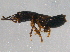  ( - CNC COLEO 00250897)  @11 [ ] CreativeCommons - Attribution (2014) CBG Photography Group Centre for Biodiversity Genomics