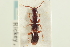  (Lathrobium simile - CNC COLEO 00251121)  @13 [ ] CreativeCommons - Attribution (2014) CBG Photography Group Centre for Biodiversity Genomics