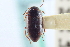  ( - CNC COLEO 00092832)  @11 [ ] CreativeCommons - Attribution (2014) CBG Photography Group Centre for Biodiversity Genomics