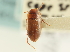  ( - CNC COLEO 00146563)  @11 [ ] CreativeCommons - Attribution (2014) CBG Photography Group Centre for Biodiversity Genomics