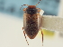  ( - CNC COLEO 00147713)  @11 [ ] CreativeCommons - Attribution (2014) CBG Photography Group Centre for Biodiversity Genomics