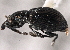  (Perapion pulchrum - CNC COLEO 00160241)  @11 [ ] CreativeCommons - Attribution (2013) CNC/CBG Photography Group Centre for Biodiversity Genomics