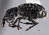  (Perapion - CNC COLEO 00160242)  @15 [ ] CreativeCommons - Attribution (2013) CNC/CBG Photography Group Centre for Biodiversity Genomics