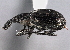  ( - CNC COLEO 00160243)  @11 [ ] CreativeCommons - Attribution (2013) CNC/CBG Photography Group Centre for Biodiversity Genomics
