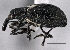  ( - CNC COLEO 00160246)  @13 [ ] CreativeCommons - Attribution (2013) CNC/CBG Photography Group Centre for Biodiversity Genomics