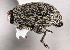  ( - CNC COLEO 00160247)  @14 [ ] CreativeCommons - Attribution (2013) CNC/CBG Photography Group Centre for Biodiversity Genomics
