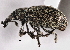  (Perapion wickhami - CNC COLEO 00160248)  @14 [ ] CreativeCommons - Attribution (2013) CNC/CBG Photography Group Centre for Biodiversity Genomics