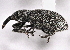  ( - CNC COLEO 00160249)  @13 [ ] CreativeCommons - Attribution (2013) CNC/CBG Photography Group Centre for Biodiversity Genomics