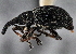  (Alocentron fulvotibiale - CNC COLEO 00160261)  @14 [ ] CreativeCommons - Attribution (2013) CNC/CBG Photography Group Centre for Biodiversity Genomics