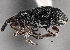  (Alocentron solutum - CNC COLEO 00160263)  @11 [ ] CreativeCommons - Attribution (2013) CNC/CBG Photography Group Centre for Biodiversity Genomics