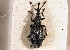  (Ceratapion secundum - CNC COLEO 00160266)  @11 [ ] CreativeCommons - Attribution (2013) CNC/CBG Photography Group Centre for Biodiversity Genomics