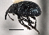  (Omphalapion - CNC COLEO 00160268)  @14 [ ] CreativeCommons - Attribution (2013) CNC/CBG Photography Group Centre for Biodiversity Genomics