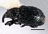  ( - CNC COLEO 00160270)  @12 [ ] CreativeCommons - Attribution (2013) CNC/CBG Photography Group Centre for Biodiversity Genomics