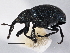  ( - CNC COLEO 00160271)  @13 [ ] CreativeCommons - Attribution (2013) CNC/CBG Photography Group Centre for Biodiversity Genomics