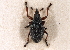  (Exapion - CNC COLEO 00160272)  @15 [ ] CreativeCommons - Attribution (2013) CNC/CBG Photography Group Centre for Biodiversity Genomics