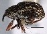  (Exapion fuscirostre - CNC COLEO 00160273)  @14 [ ] CreativeCommons - Attribution (2013) CNC/CBG Photography Group Centre for Biodiversity Genomics