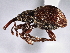  ( - CNC COLEO 00160276)  @11 [ ] CreativeCommons - Attribution (2013) CNC/CBG Photography Group Centre for Biodiversity Genomics