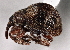  ( - CNC COLEO 00160279)  @11 [ ] CreativeCommons - Attribution (2013) CNC/CBG Photography Group Centre for Biodiversity Genomics
