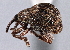  ( - CNC COLEO 00160281)  @11 [ ] CreativeCommons - Attribution (2013) CNC/CBG Photography Group Centre for Biodiversity Genomics