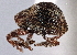  ( - CNC COLEO 00160282)  @11 [ ] CreativeCommons - Attribution (2013) CNC/CBG Photography Group Centre for Biodiversity Genomics