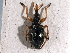  ( - CNC COLEO 00160285)  @11 [ ] CreativeCommons - Attribution (2013) CNC/CBG Photography Group Centre for Biodiversity Genomics