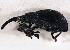  ( - CNC COLEO 00160293)  @11 [ ] CreativeCommons - Attribution (2013) CNC/CBG Photography Group Centre for Biodiversity Genomics