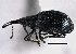  (Loborhynchapion - CNC COLEO 00160723)  @13 [ ] CreativeCommons - Attribution (2013) CNC/CBG Photography Group Centre for Biodiversity Genomics