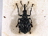  ( - CNC COLEO 00160726)  @14 [ ] CreativeCommons - Attribution (2013) CNC/CBG Photography Group Centre for Biodiversity Genomics