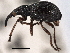  ( - CNC COLEO 00160741)  @11 [ ] CreativeCommons - Attribution (2013) CNC/CBG Photography Group Centre for Biodiversity Genomics
