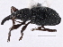  ( - CNC COLEO 00160742)  @13 [ ] CreativeCommons - Attribution (2013) CNC/CBG Photography Group Centre for Biodiversity Genomics