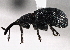  ( - CNC COLEO 00160974)  @14 [ ] CreativeCommons - Attribution (2013) CBG Photography Group Centre for Biodiversity Genomics