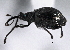  ( - CNC COLEO 00160977)  @13 [ ] CreativeCommons - Attribution (2013) CBG Photography Group Centre for Biodiversity Genomics
