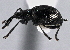  ( - CNC COLEO 00160978)  @13 [ ] CreativeCommons - Attribution (2013) CBG Photography Group Centre for Biodiversity Genomics
