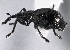  ( - CNC COLEO 00160979)  @13 [ ] CreativeCommons - Attribution (2013) CBG Photography Group Centre for Biodiversity Genomics