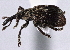  ( - CNC COLEO 00160986)  @13 [ ] CreativeCommons - Attribution (2013) CBG Photography Group Centre for Biodiversity Genomics