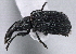  ( - CNC COLEO 00160990)  @13 [ ] CreativeCommons - Attribution (2013) CBG Photography Group Centre for Biodiversity Genomics