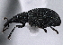  ( - CNC COLEO 00160991)  @13 [ ] CreativeCommons - Attribution (2013) CBG Photography Group Centre for Biodiversity Genomics