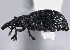  ( - CNC COLEO 00160992)  @14 [ ] CreativeCommons - Attribution (2013) CBG Photography Group Centre for Biodiversity Genomics