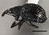  ( - CNC COLEO 00161000)  @13 [ ] CreativeCommons - Attribution (2013) CBG Photography Group Centre for Biodiversity Genomics