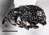  ( - CNC COLEO 00161272)  @11 [ ] CreativeCommons - Attribution (2013) CNC/CBG Photography Group Centre for Biodiversity Genomics