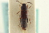  ( - CNC COLEO 00161322)  @11 [ ] CreativeCommons - Attribution (2014) CBG Photography Group Centre for Biodiversity Genomics
