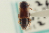  ( - CNC COLEO 00161323)  @13 [ ] CreativeCommons - Attribution (2014) CBG Photography Group Centre for Biodiversity Genomics